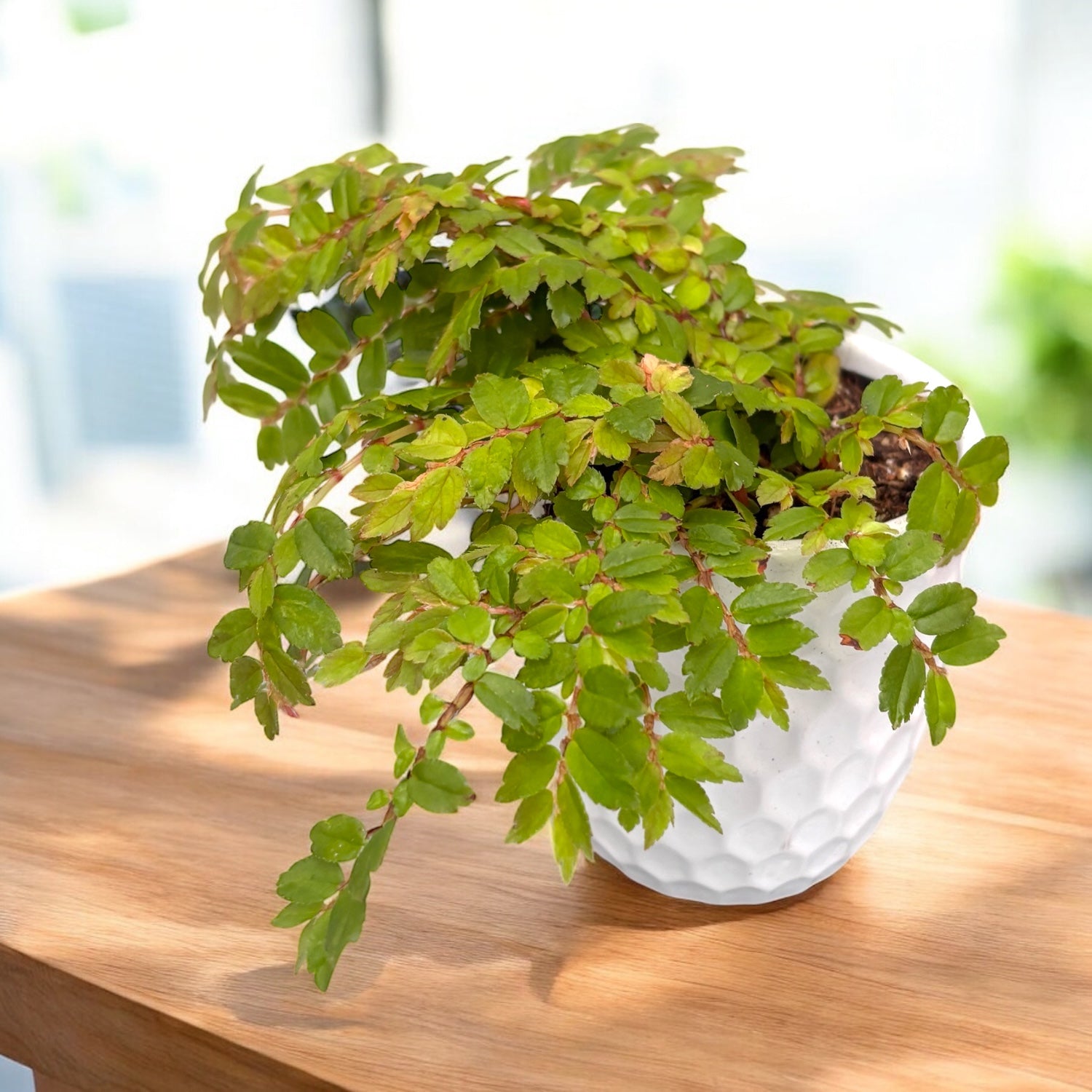 Begonia foliosa var. miniata (Fuchsia Begonia) D9