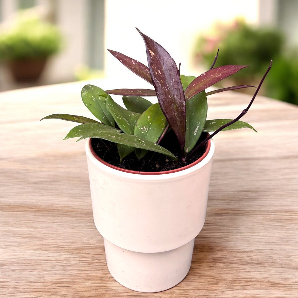 Hoya pubicalyx 'Red Buttons' (3-4 piante/vaso)