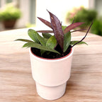 Hoya pubicalyx 'Red Buttons' (3-4 plantes/pot)