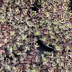Sedum cauticola 'Lidakense' (Hylotelephium cauticola)