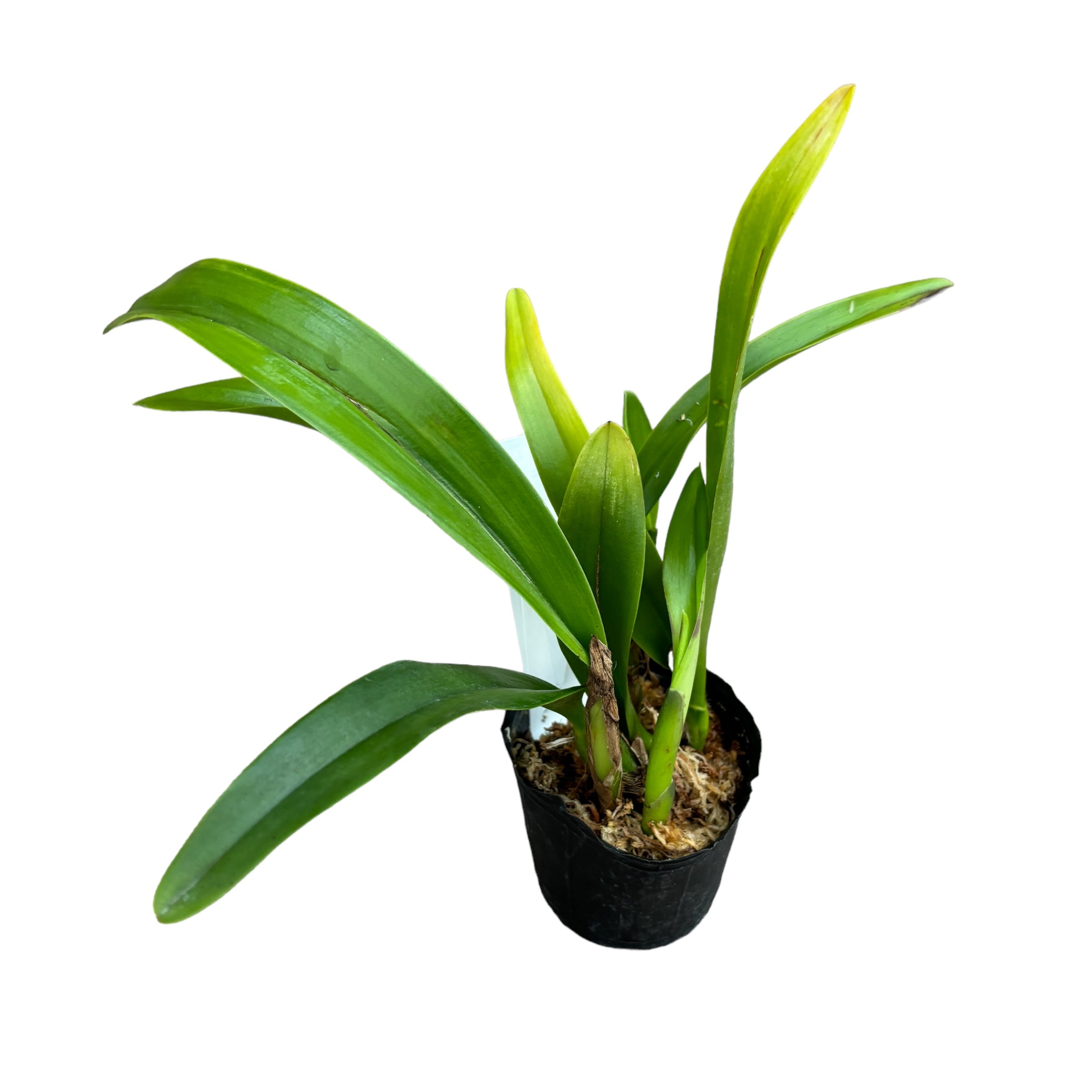 Meloara (Cattleya) Ching Sun Bright Star - parfumata