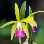 Procatavola Wufong Jade (Cattleychea Siam Jade × Brassavola nodosa) - flori parfumate!