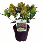 Japanese Lilac - Skimmia japonica 'Godrie's Dwarf' fragrant flowers