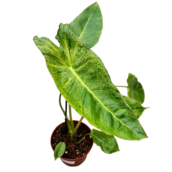 Philodendron Paraiso Verde (low variegation)