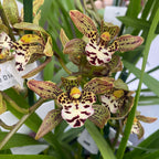 Cymbidium Magic Chocolate