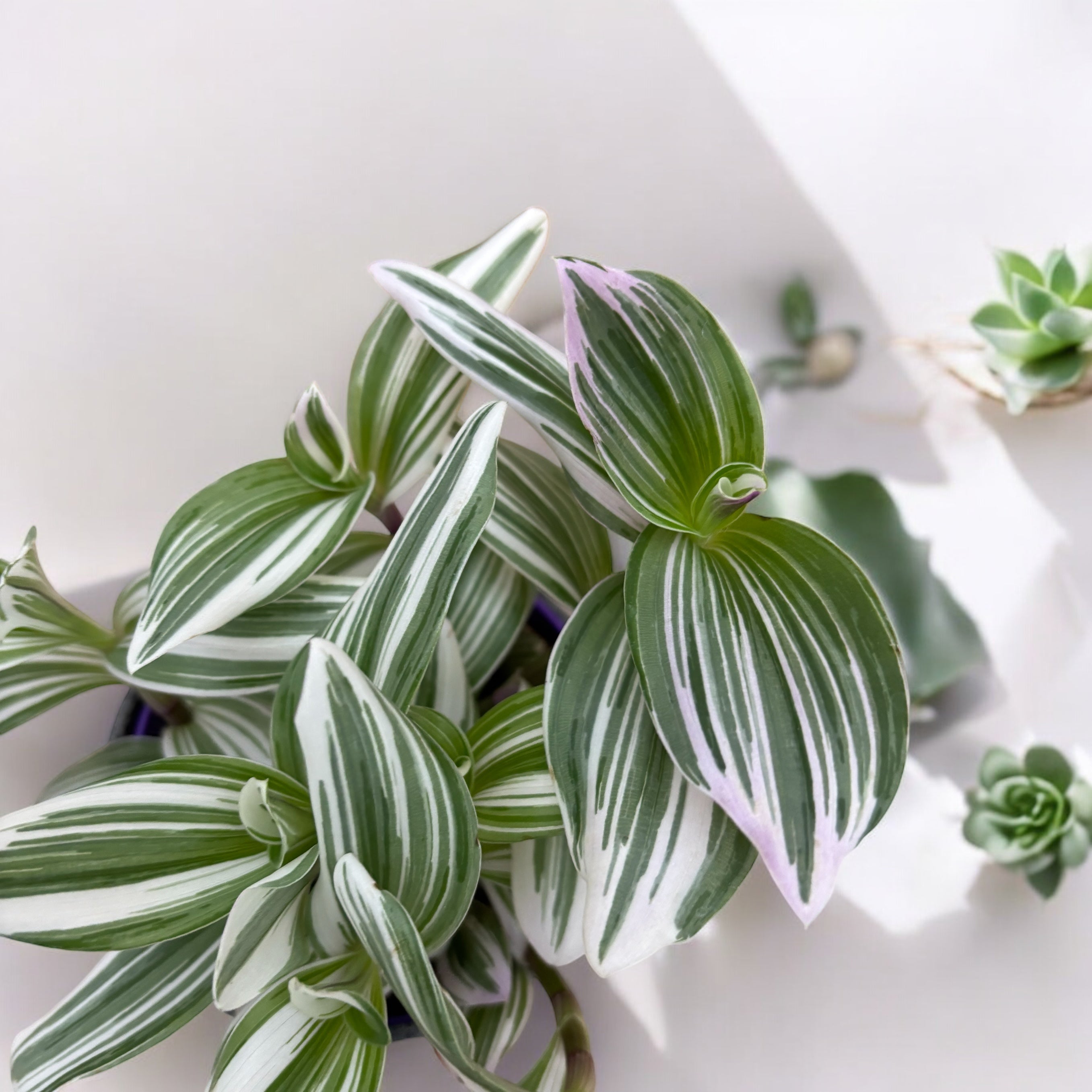 Tradescantia albiflora 'Nanouk' D12 (5 plante/ghiveci)