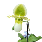 Paphiopedilum primulinum (sequential/multiflower)