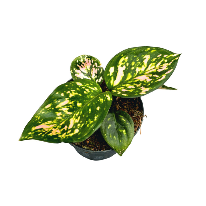 Aglaonema Hawkeye