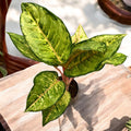 Aglaonema 'Corn Silk’