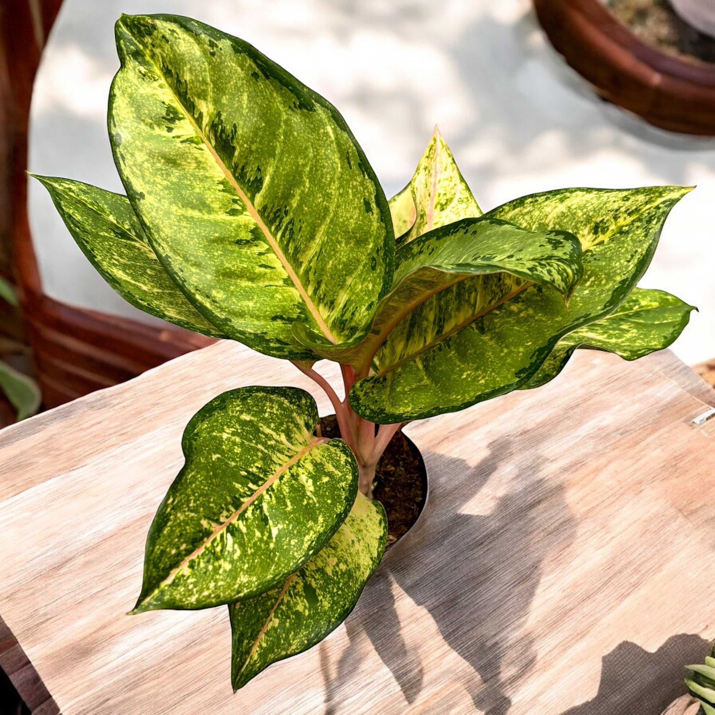 Aglaonema 'Corn Silk’