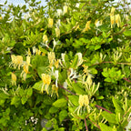 Lonicera japonica 'Halliana' - Mana Panny Márie, zimolez (stálezelený - zelený celý rok)