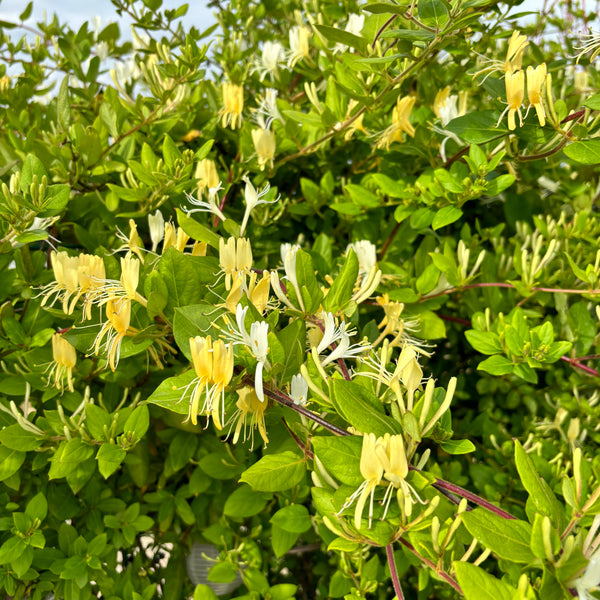 Lonicera japonica 'Halliana' - Hand of the Mother of God, Honeysuckle (evergreen - green all year round)
