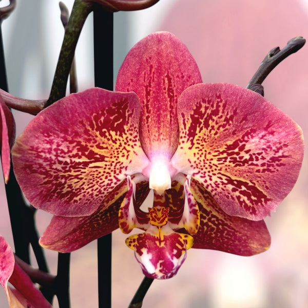 Phalaenopsis Leco Fantastic - Variation