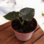 Alocasia 'Black Magic'