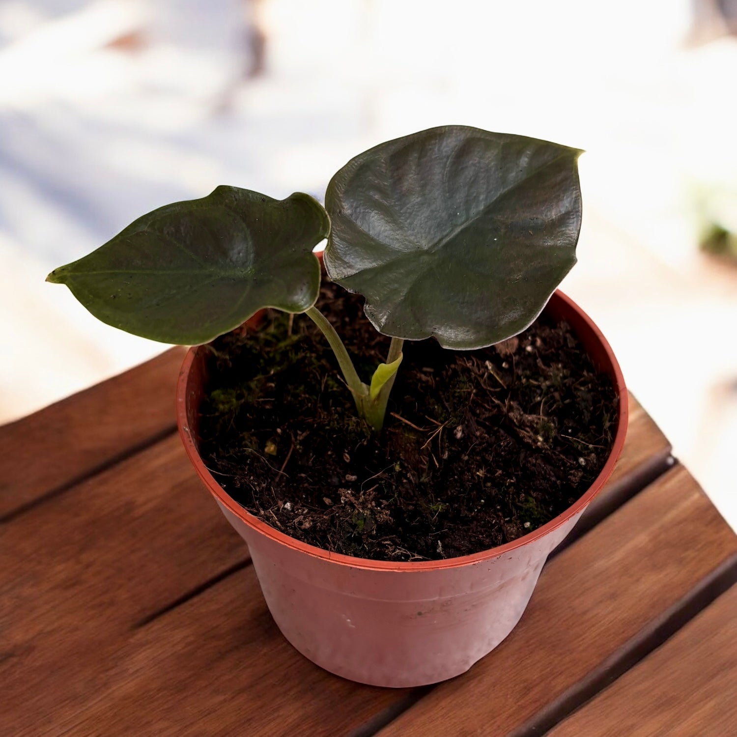 Alocasia 'Black Magic'