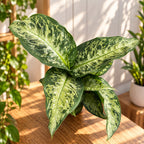 Dieffenbachia 'Memoria Corsii' - Dieffenbachia dal fogliame color crema e verde