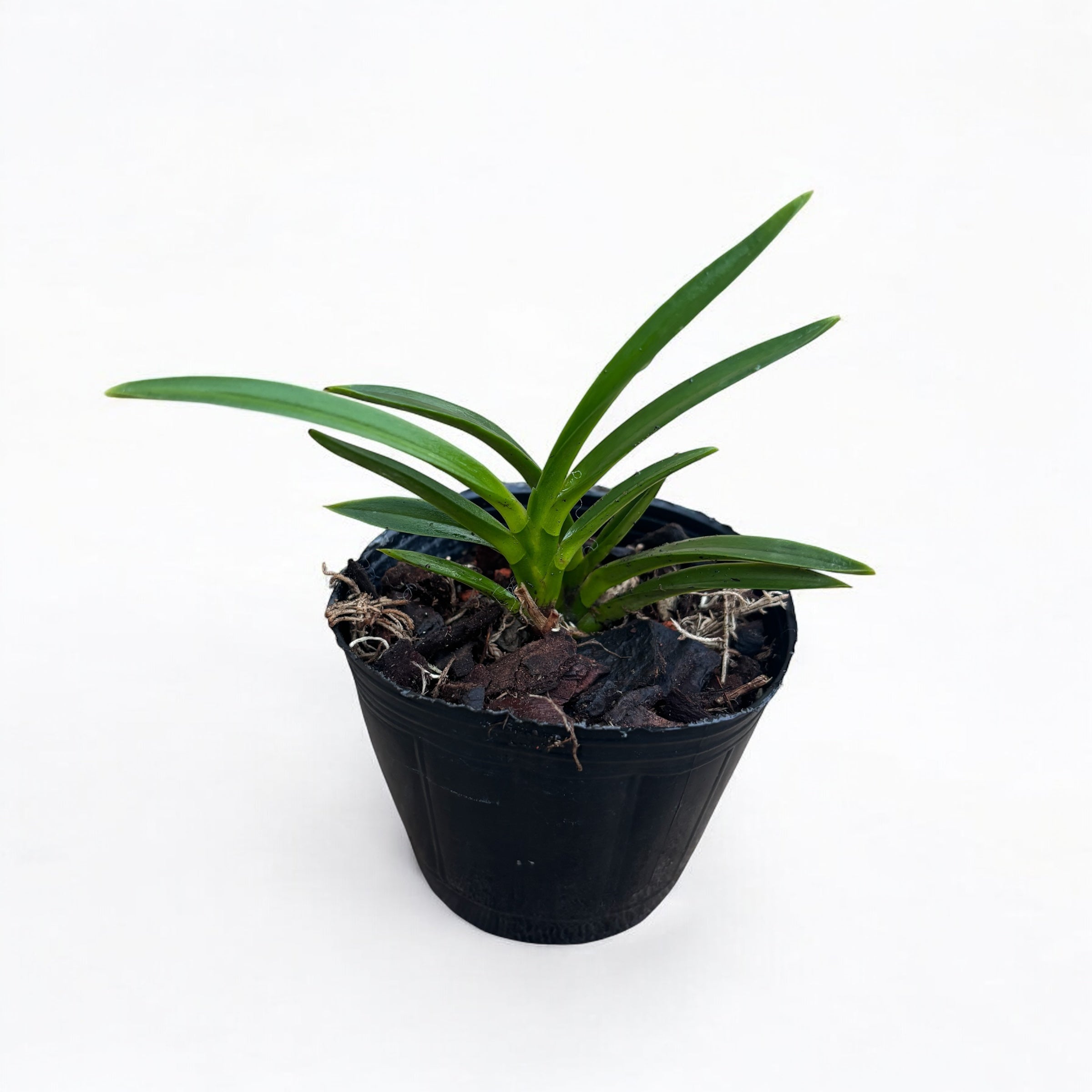 Vanda falcata (Neofinetia falcata) - flori parfumate (iasomie)
