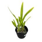 Prosyclia Abigail Anderson (Encyclia cordigera × Prosthechea prismatocarpa)