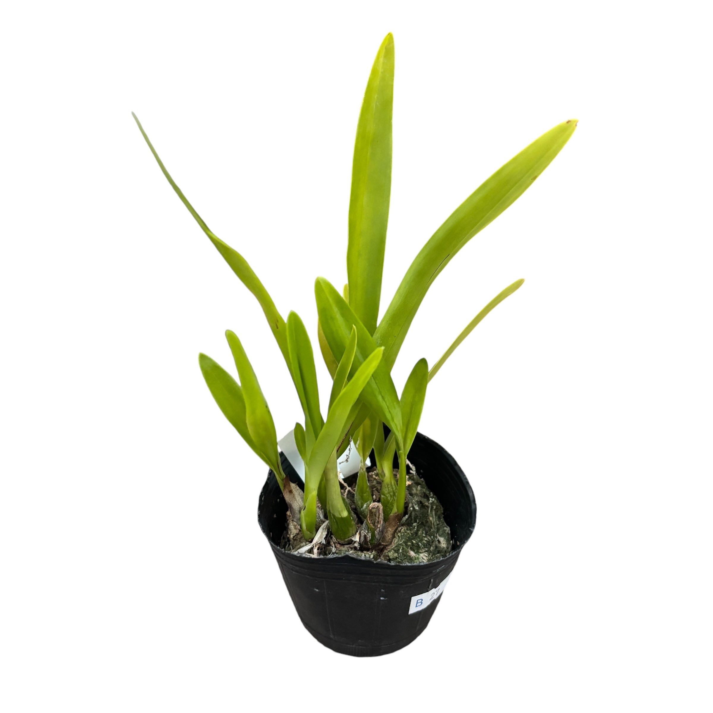 Prosyclia Abigail Anderson (Encyclia cordigera × Prosthechea prismatocarpa)