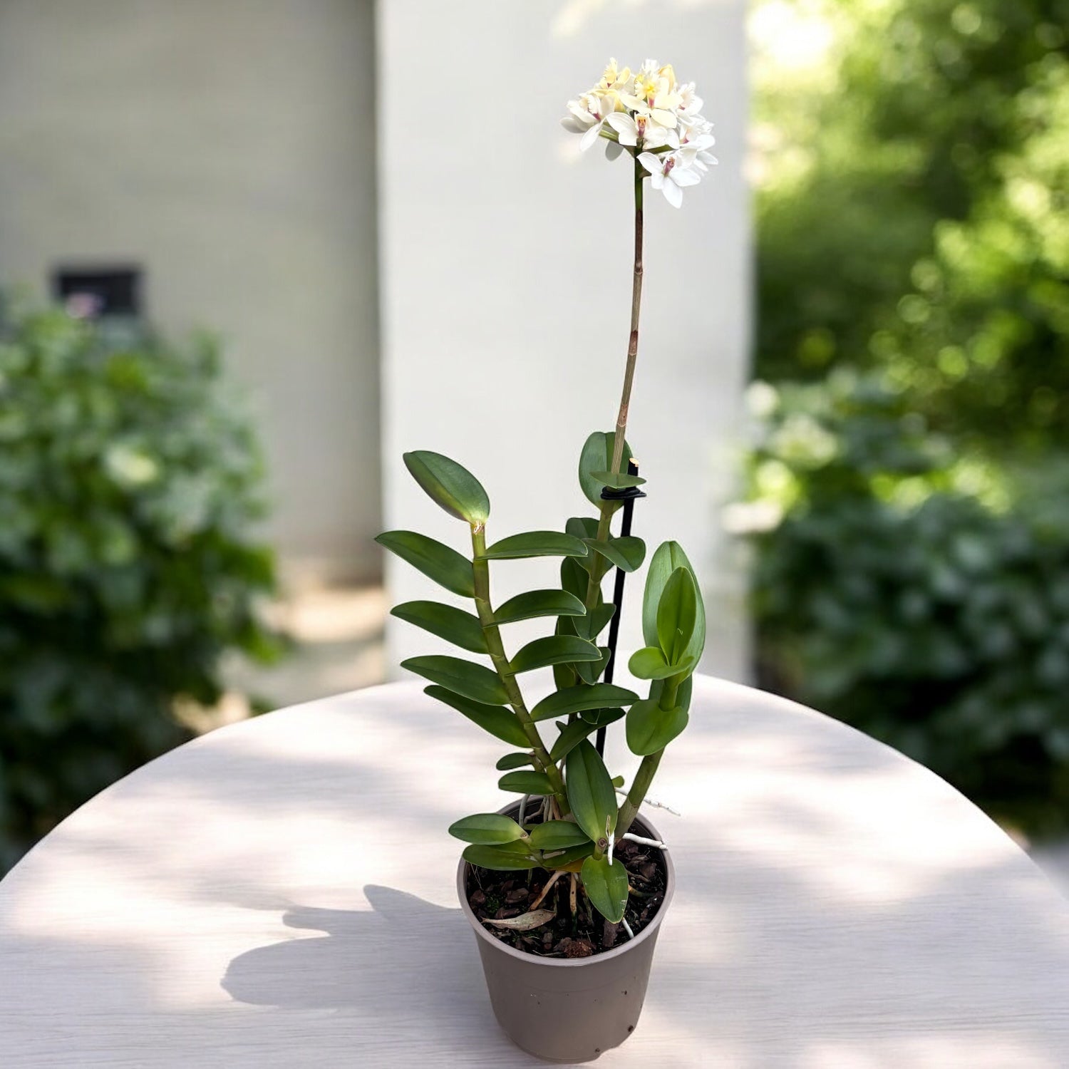Epidendrum radicans ‘White’ XL