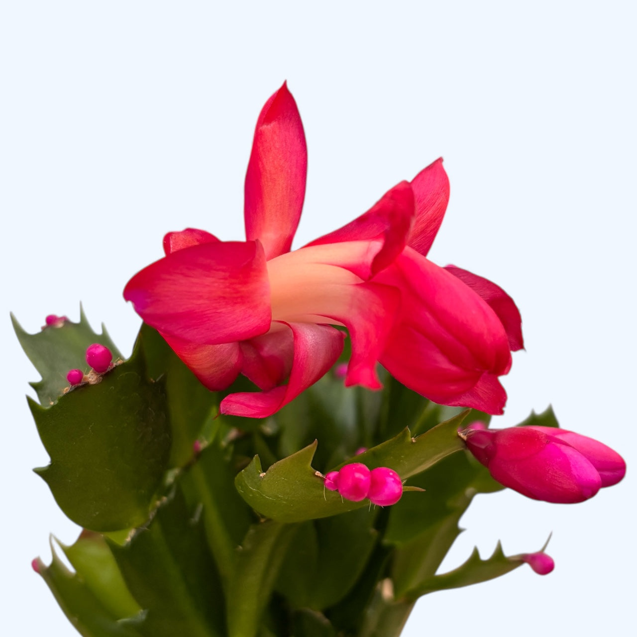 Schlumbergera ‘Thor Olga’ (Craciunita) 2pp