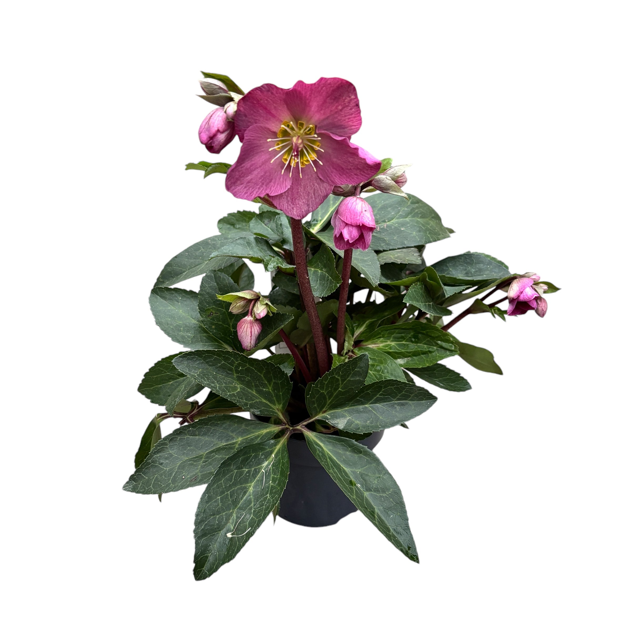 Helleborus orientalis ‘Hello Red’ (spanz)