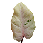 Philodendron 'Snowdrift'