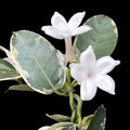 Stephanotis floribunda ‘Alpine’ (variegata) - Iasomia de Madagascar (parfumata)