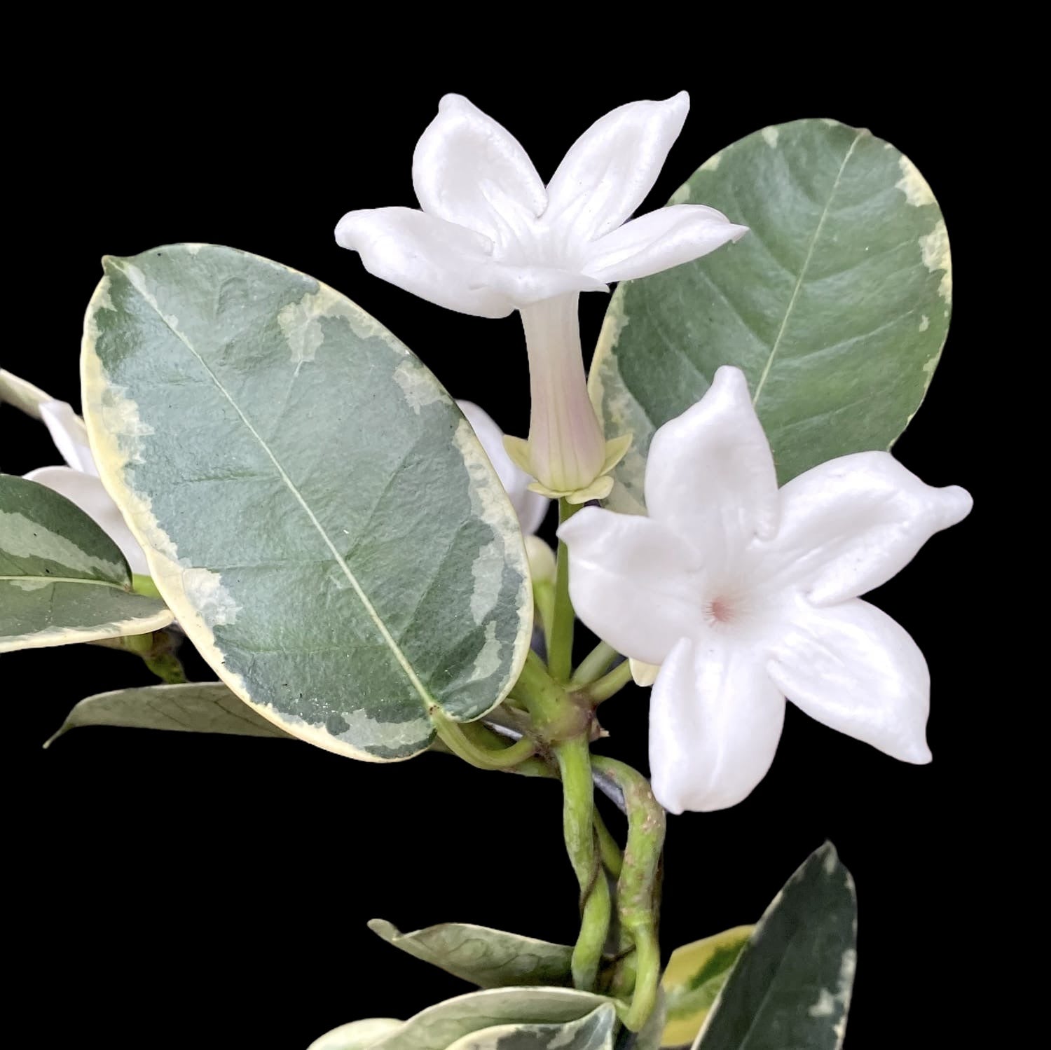 Stephanotis floribunda ‘Alpine’ (variegata) - Iasomia de Madagascar (parfumata)