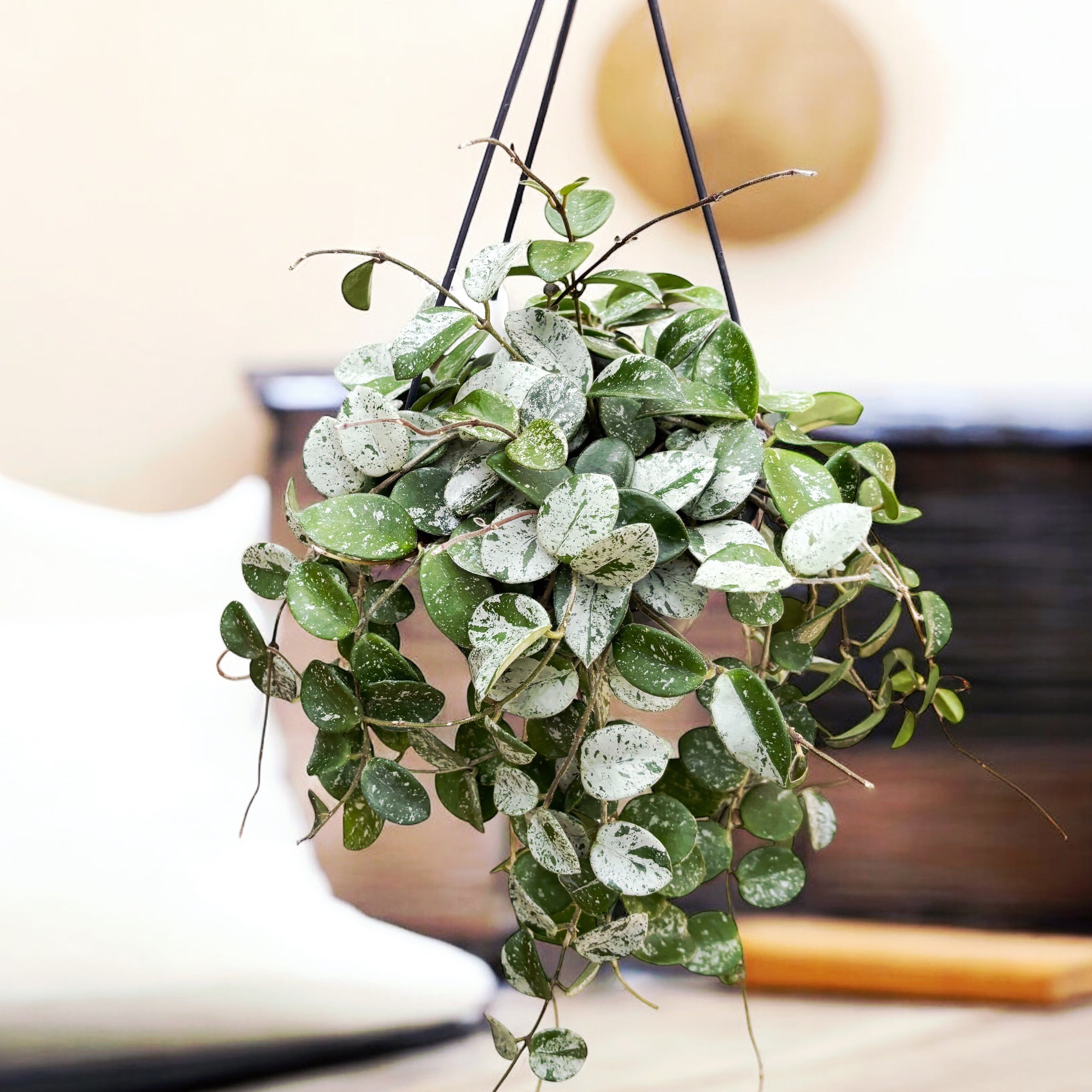 Hoya Mathilde 'Splash' - exemplare dezvoltate