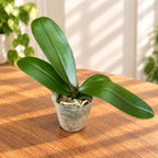 Phalaenopsis Cherry Face