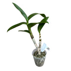 Dendrobium Ooi Peng Peng (Burana Gold × Thongchai Gold)