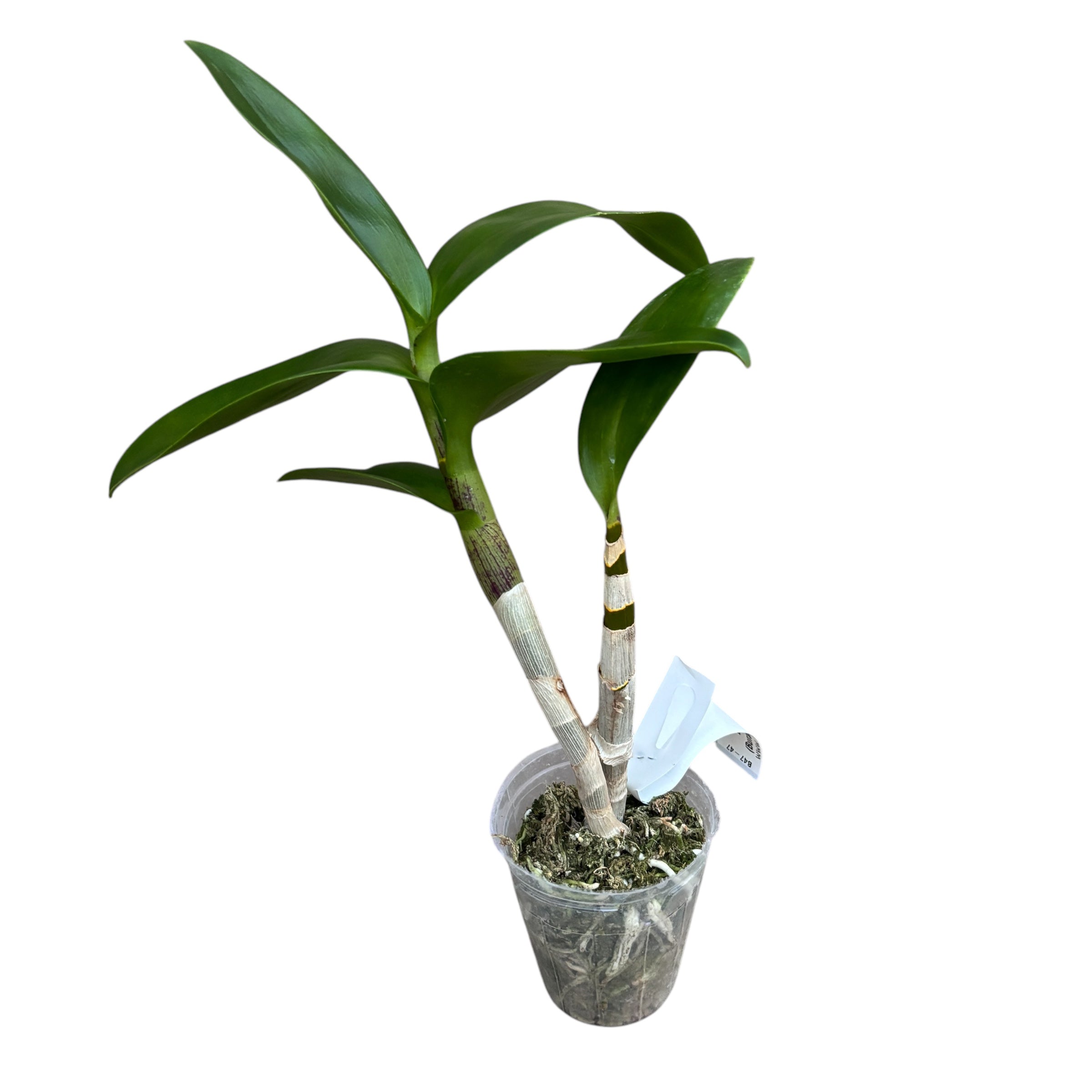 Dendrobium Ooi Peng Peng (Burana Gold × Thongchai Gold)