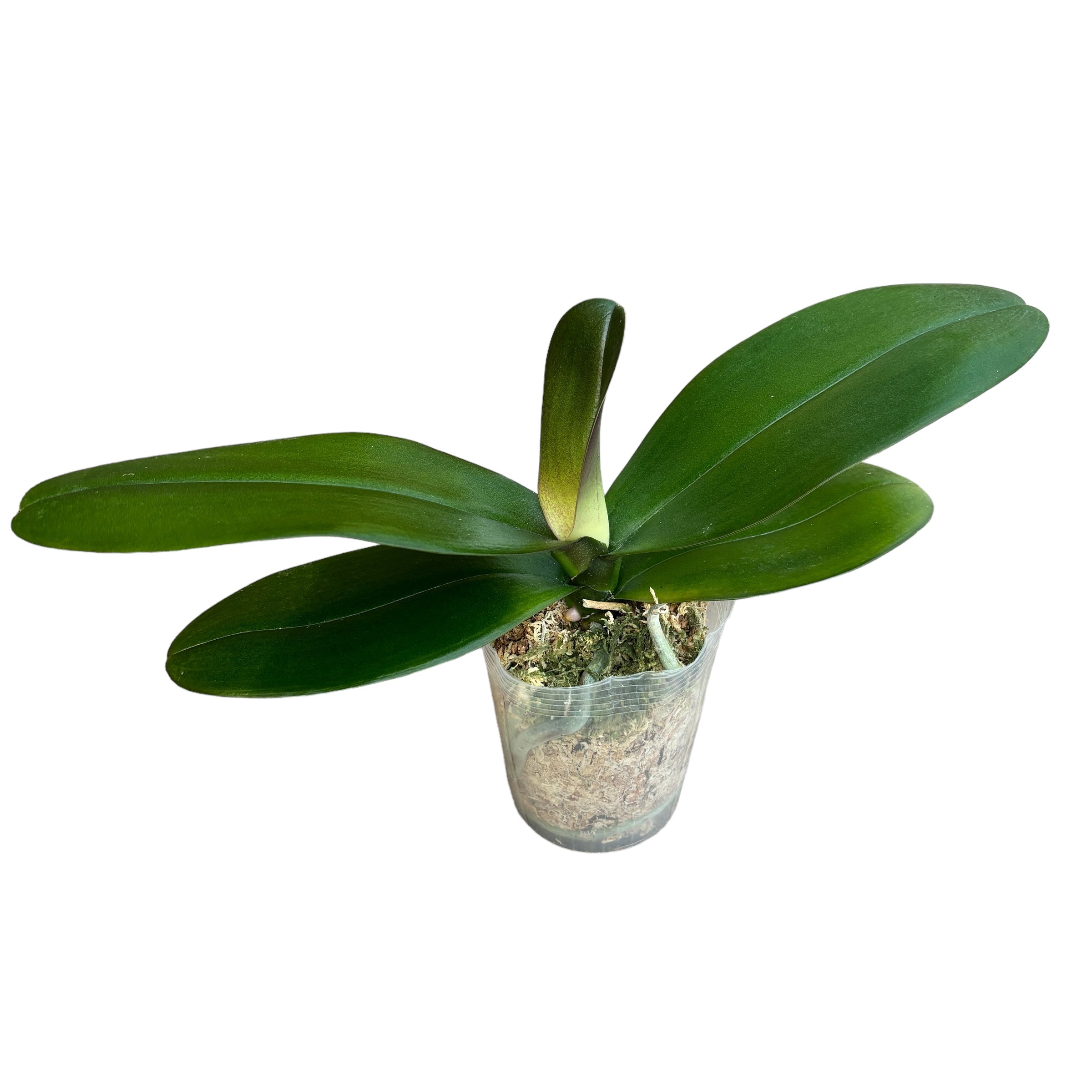 Phalaenopsis Sogo Sun Beauty