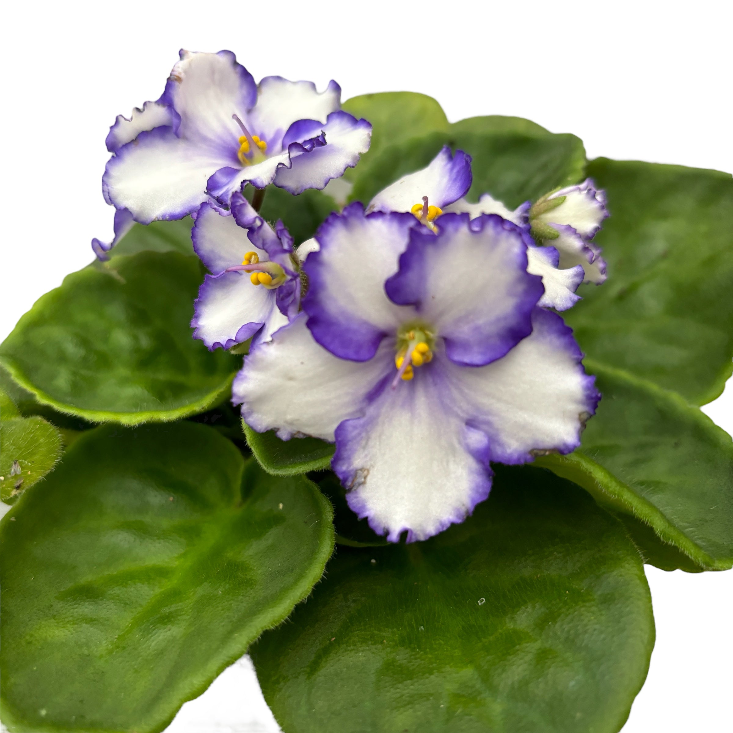 Saintpaulia Chico - Violete bicolore alb - albastru