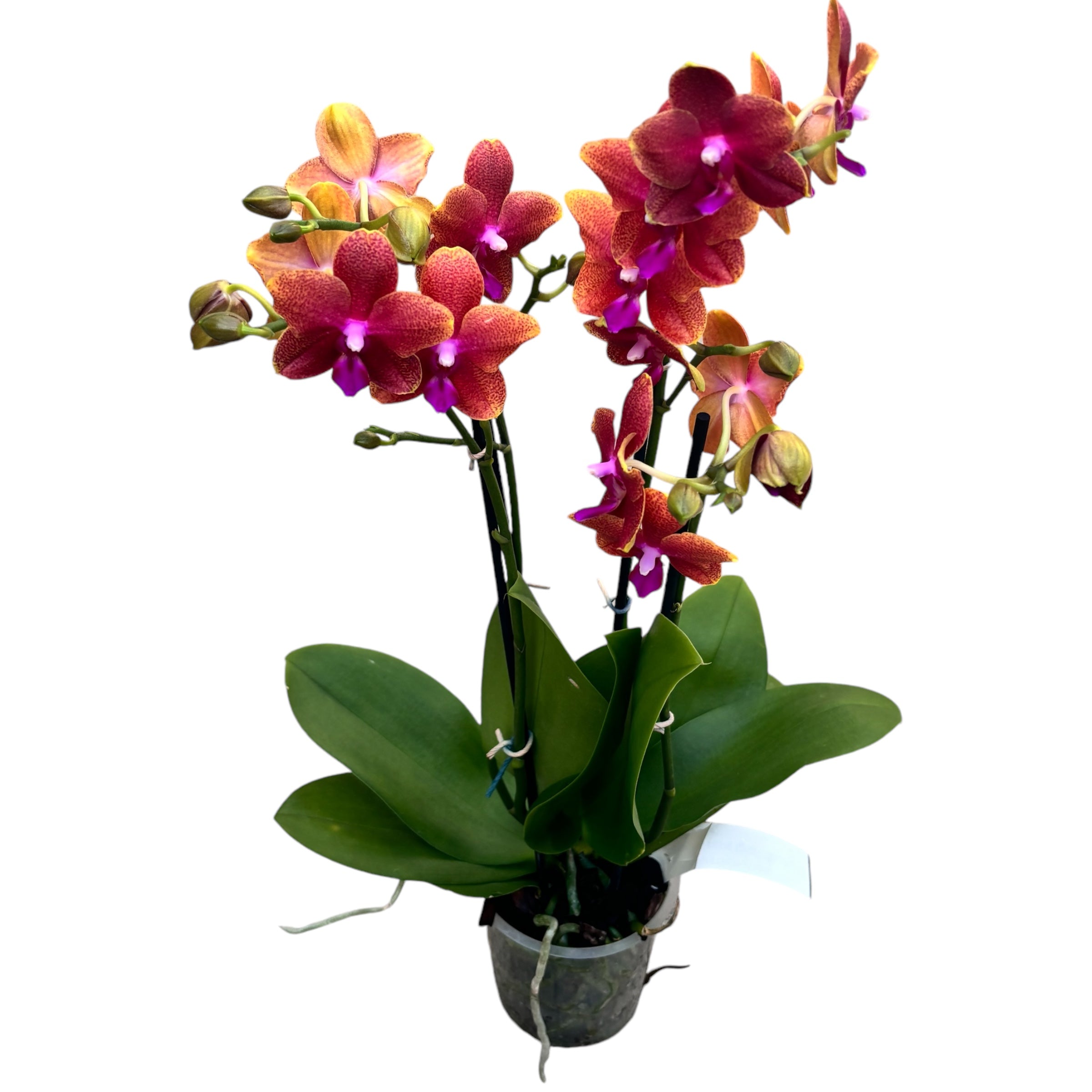 Phalaenopsis Bronze Buddha (Magical) - flori parfumate