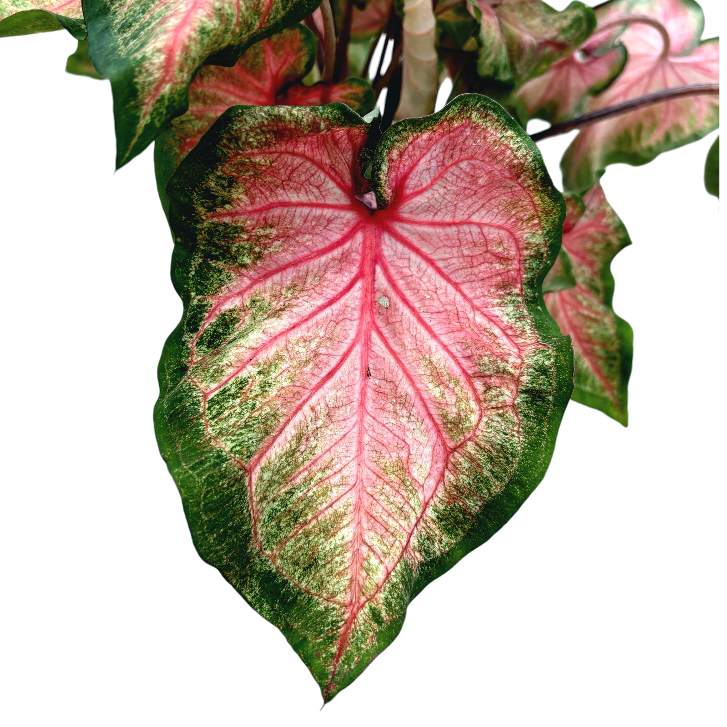 Caladium ‘Chinook’