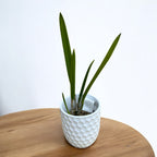 Bc. Yellow Bird 'Tigertail' AM/AOS - duftende Blumen