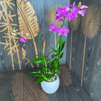 Дендробиум Фаленопсис Кокосов Розов