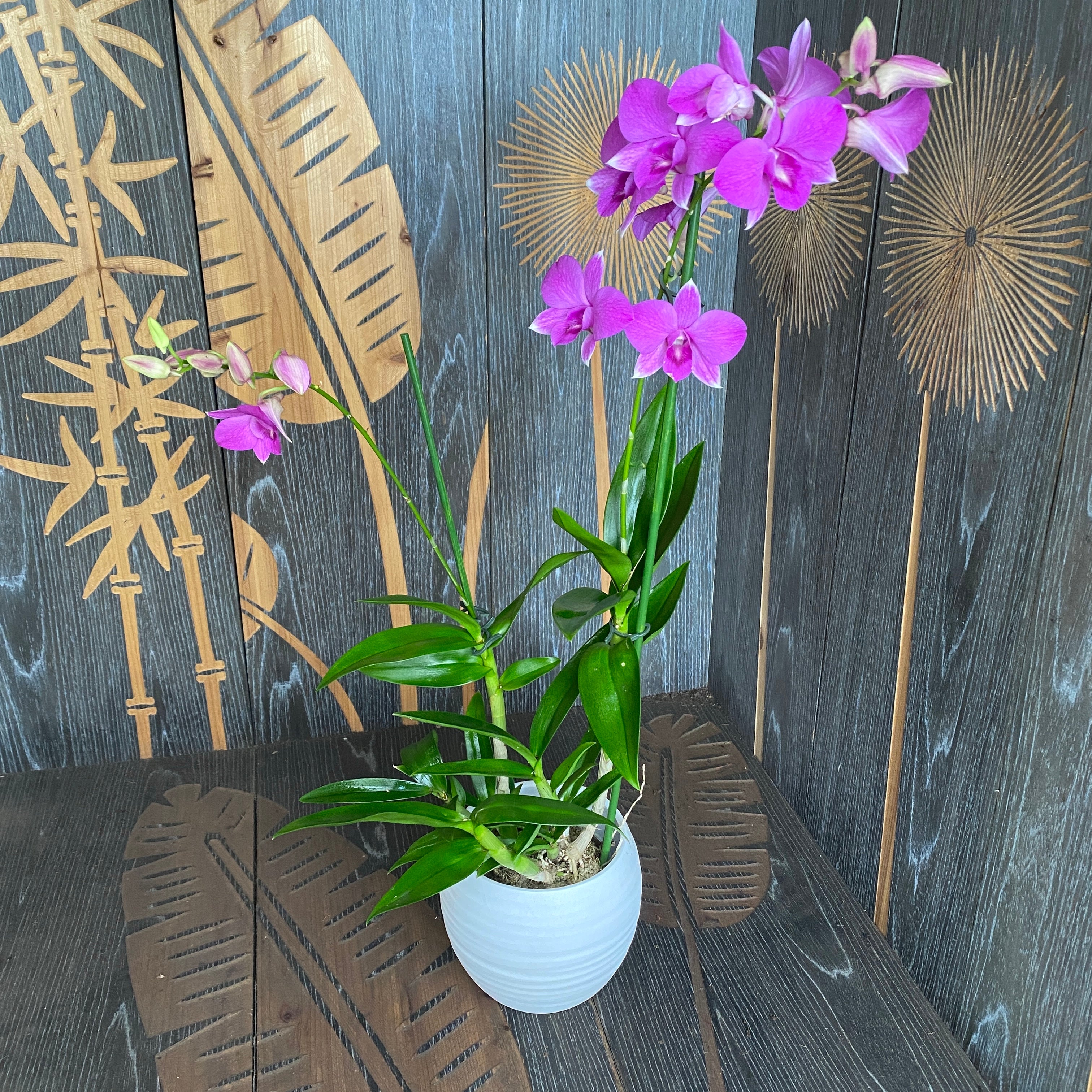 Dendrobium Phalaenopsis Coconut Pink