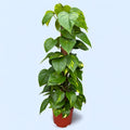 Epipremnum aureum 'Golden' H90 5pp
