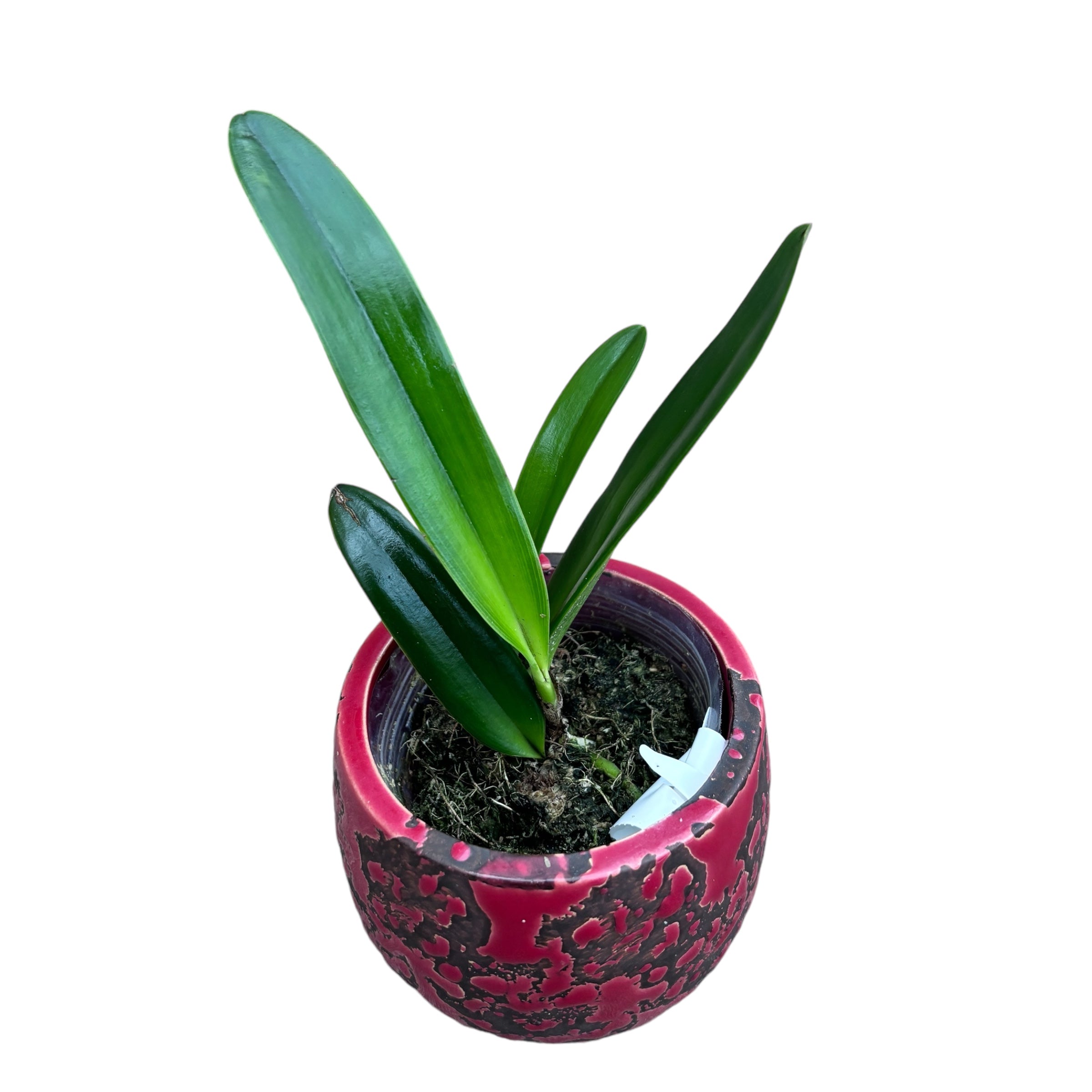 Cattleya maxima var. coerulea (fleurs parfumées)