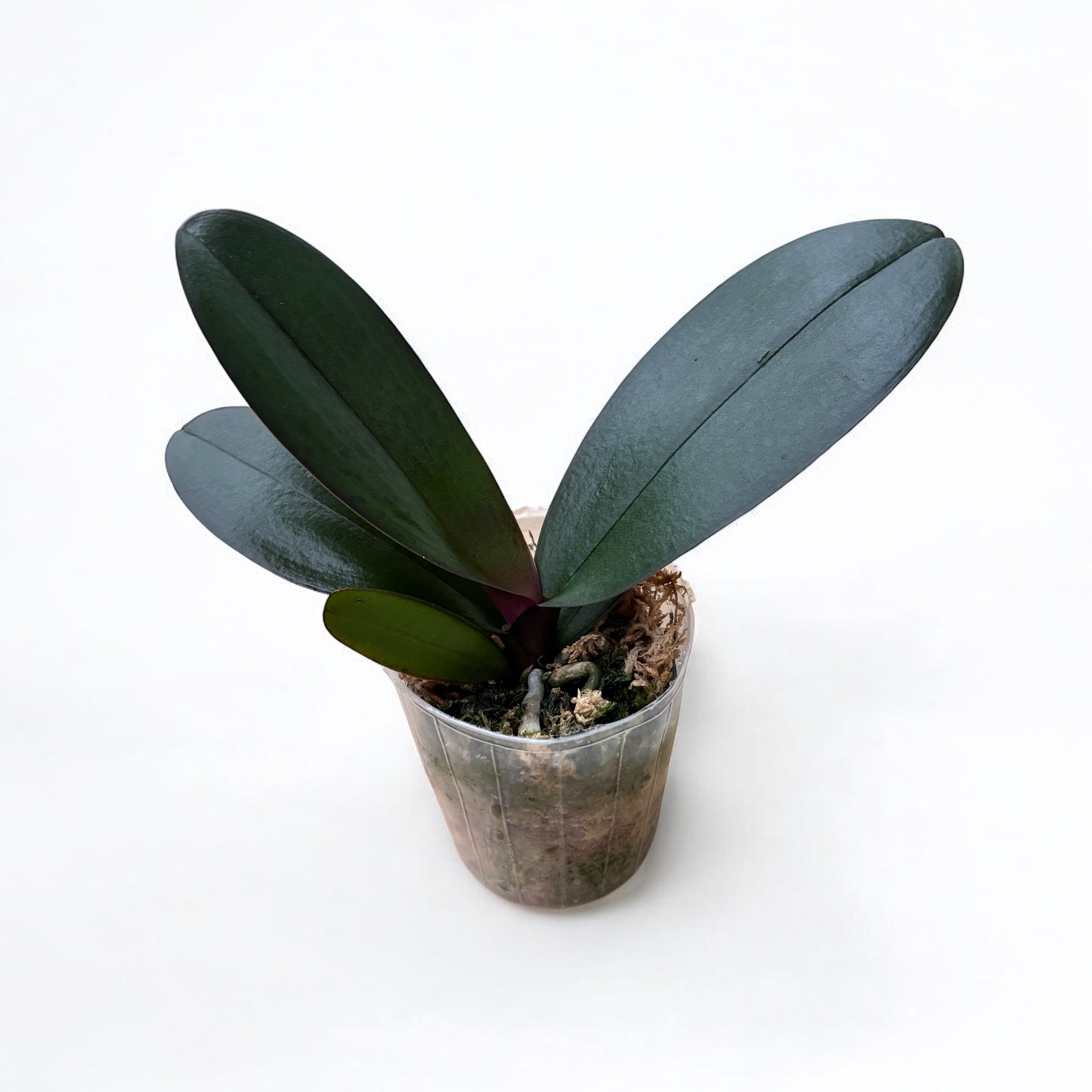 Phalaenopsis Miki Spirit '94'