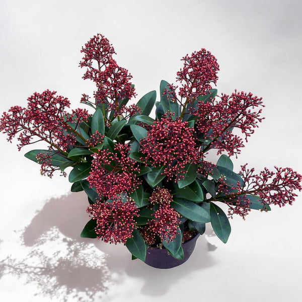 Skimmia Japonica Rubella (Japanischer Flieder) 3 Pflanzen/Topf