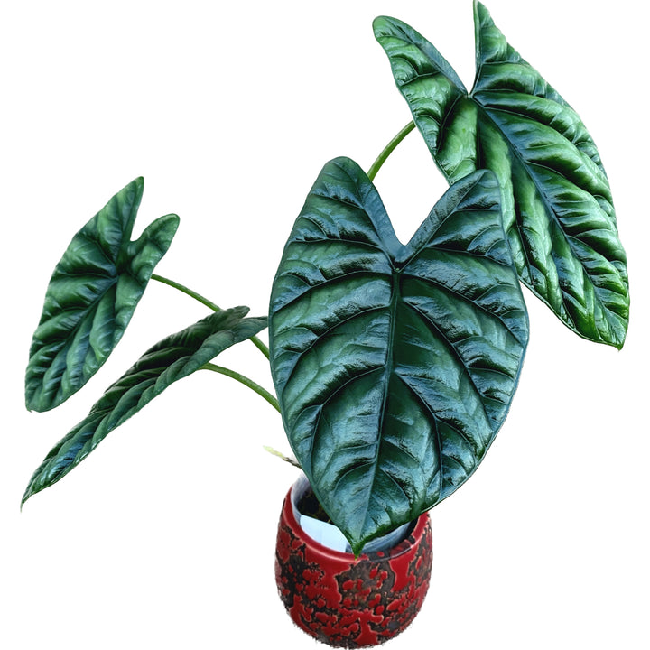 Alocasia sinuata