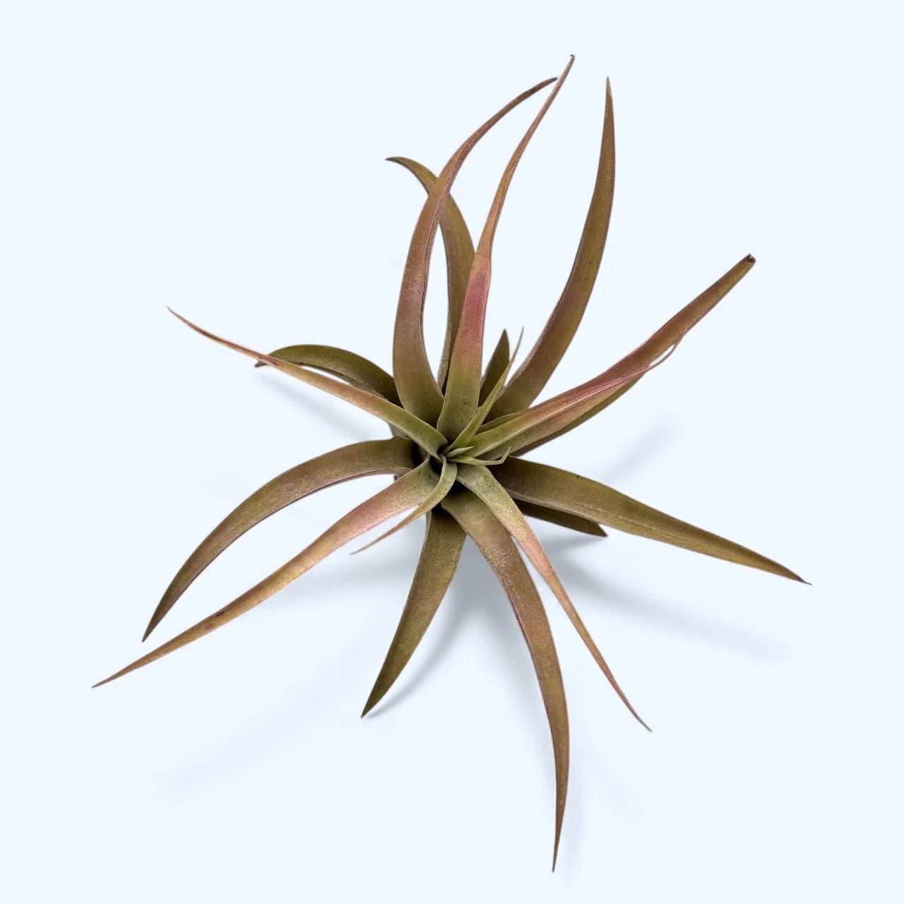 Plante de aer Tillandsia Red Abdita