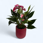 Anthurium Karma Purple, cu masca deco si sistem autoirigare, ingrijire usoara