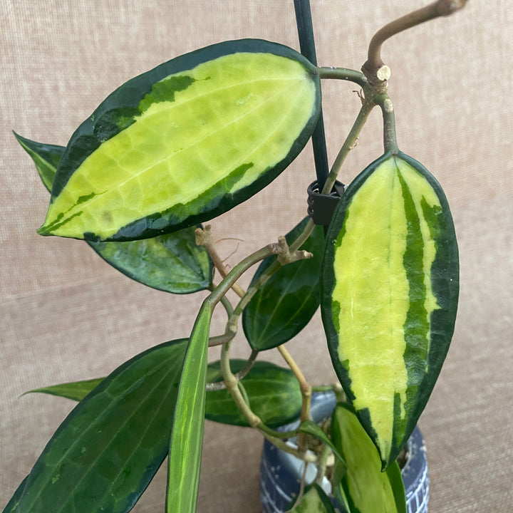 Hoya macrophylla 'Pot of Gold' (Variegata)