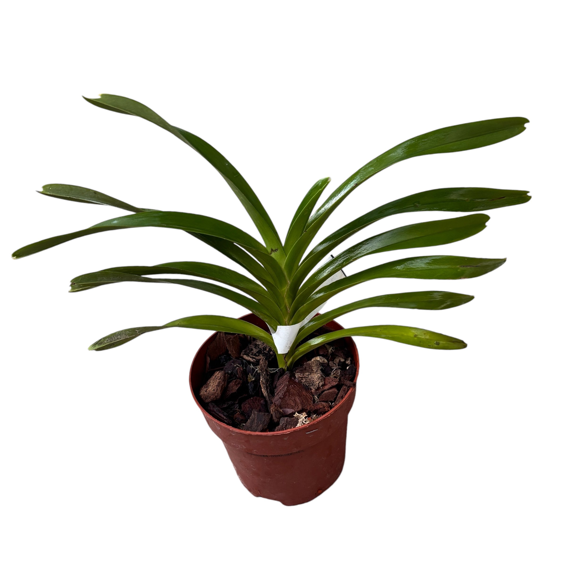 Vanda foetida sp. Σουμάτρα