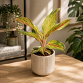 Aglaonema ‘Regina del Siam’